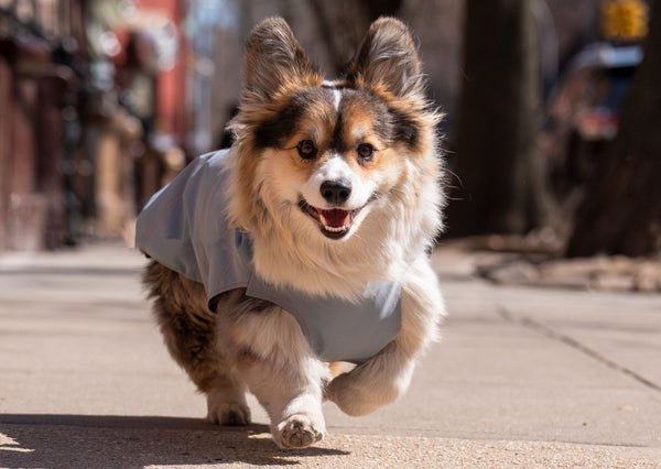 Rain jackets for Corgi s perfect fit light and waterproof fabric free shipping in the USA Kizzou