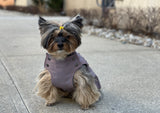 Small dog, yorkie wearing a jacket, dog wearing a jacket, pink jacket, waterproof jacket