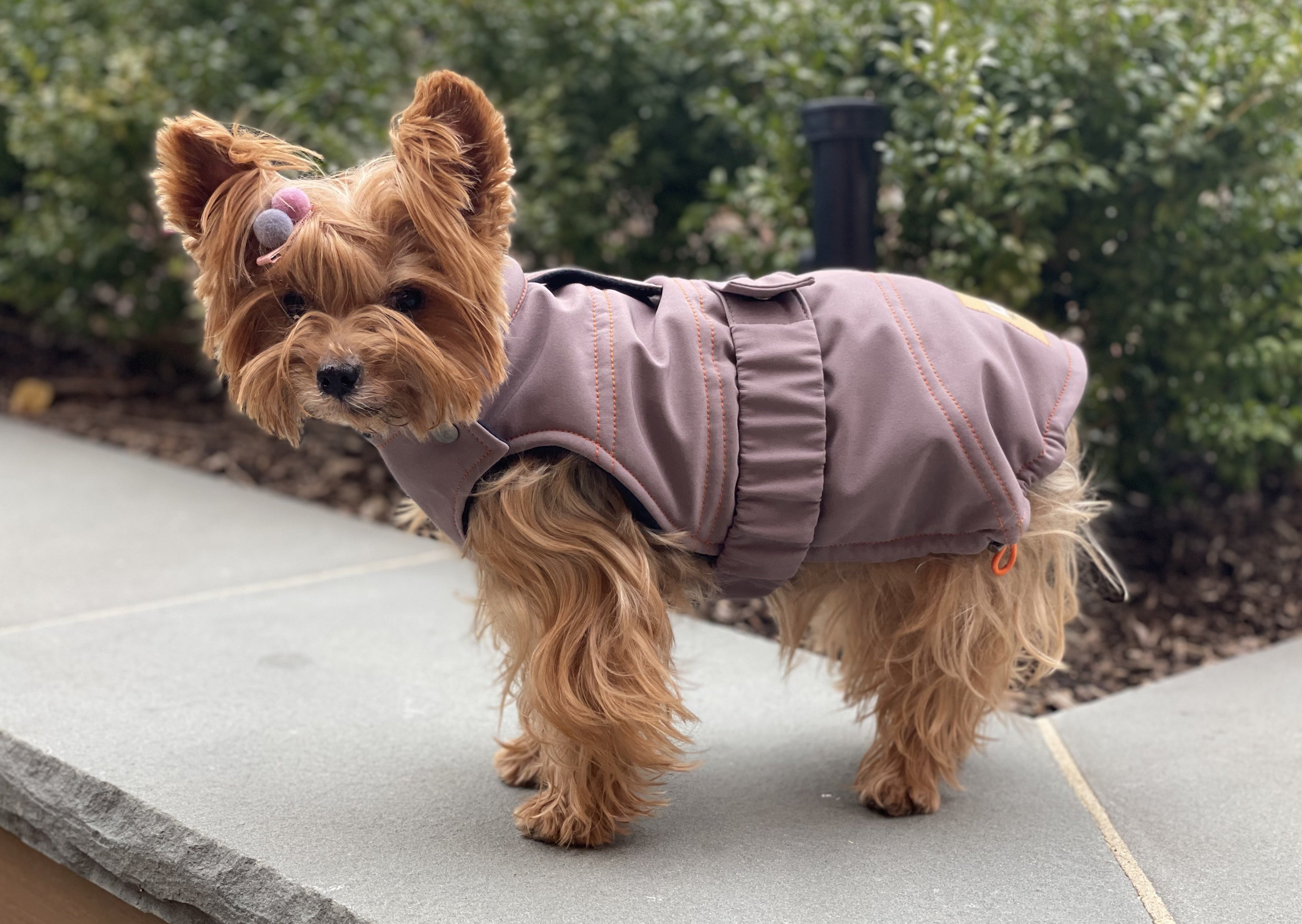 Small dog, yorkie wearing a winter coat, made of sustainable waterproof fabric, fleece lining and with adjustable snaps for a perfect fit, dog clothes in color fig