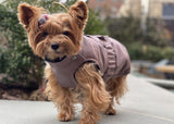 Small dog, yorkie wearing a winter coat, made of sustainable waterproof fabric, fleece lining and with adjustable snaps for a perfect fit, dog clothes in color fig