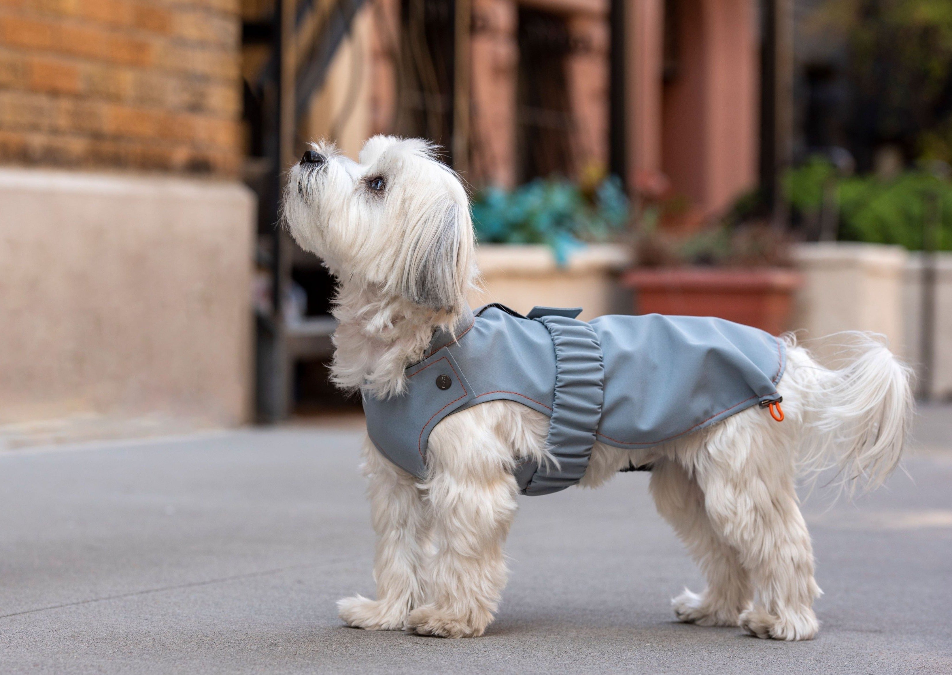 Small dog wearing a waterproof jacket for dogs