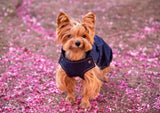 Small dog, yorkie wearing a jacket, dog wearing a jacket, pink jacket, waterproof jacket