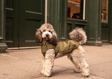 Poodle dog, medium size wearing a dog winter jacket, dog jacket, dog waterproof jacket, dog coat, dog waterproof coat, dog clothes, dog wear 