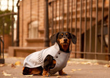 Dachshund wearing a dog winter coat, waterproof dog coat 