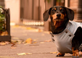 Max - Tailor Made Rain Jacket - Large dogs