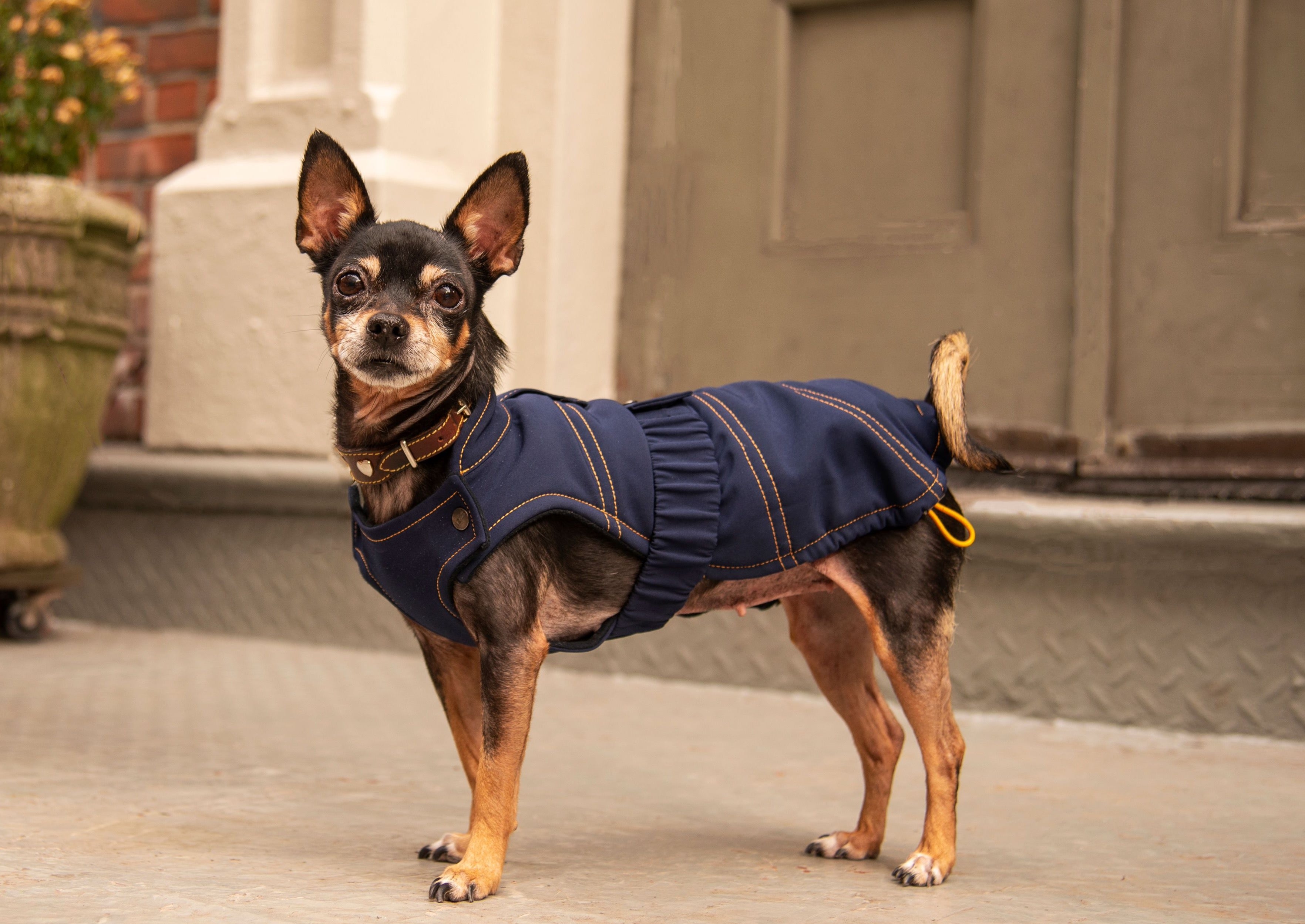 dog clothes, dog rain coat, dog waterproof coat, dog jacket, dog waterproof jacket, dog winter wear 