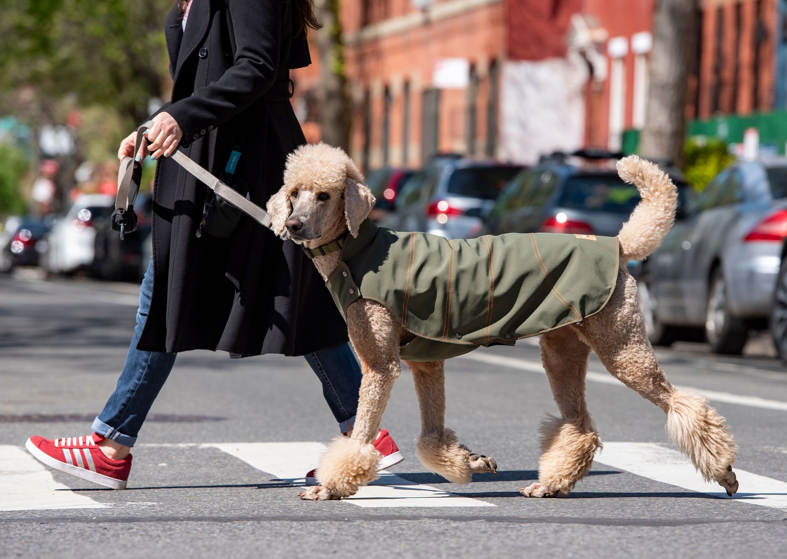 Poodle wearing a waterproof rain jacket for dogs
