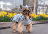 Small dog, yorkie wearing a jacket, dog wearing a jacket, pink jacket, waterproof jacket