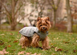 Small size dog seating in a bench wearing a Kizzou winter jacket, easy to put on, adjustable to fit different body shapes and made in the USA, dog clothes, dog rain coat, dog waterproof coat, dog jacket, dog waterproof jacket, dog winter wear 