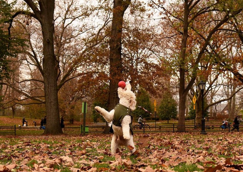 Medium size dog playing with a ball in the park, dog wearing a Kizzou winter jacket is adjustable to fit different dog body shapes, easy to put on and made of quality materials.