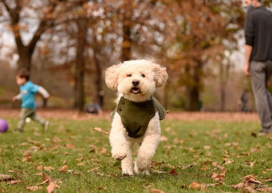 Medium size dog running in the park, dog wearing a Kizzou winter jacket is adjustable to fit different dog body shapes, easy to put on and made of quality materials.