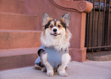 Corgi rain coat