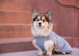 Corgi wearing a jacket, corgi rain jacket, corgi in the city, corgi wearing a waterproof jacket