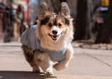 Corgi wearing a waterproof rain jacket for dogs