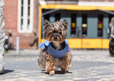 dog wearing a dress, dog walking, dog in city, dog in denim dress, yorkie in denim dress, yorkie in the city