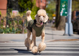 Large dog wearing a rain jacket for dogs