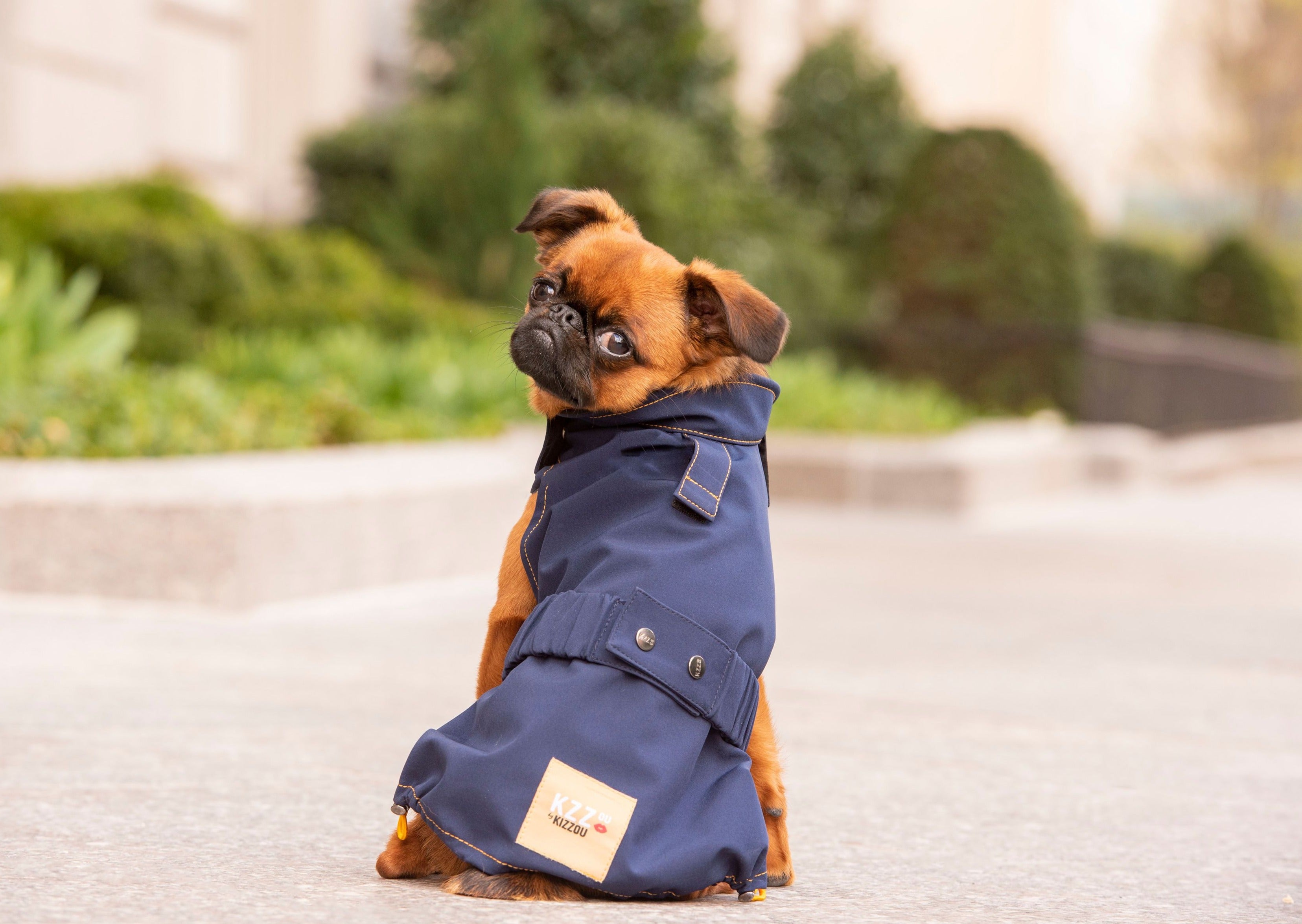 Griffon Small dog wearing a waterproof coat for dogs