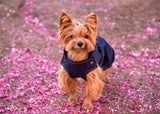 small dog wearing a waterproof jacket for dogs