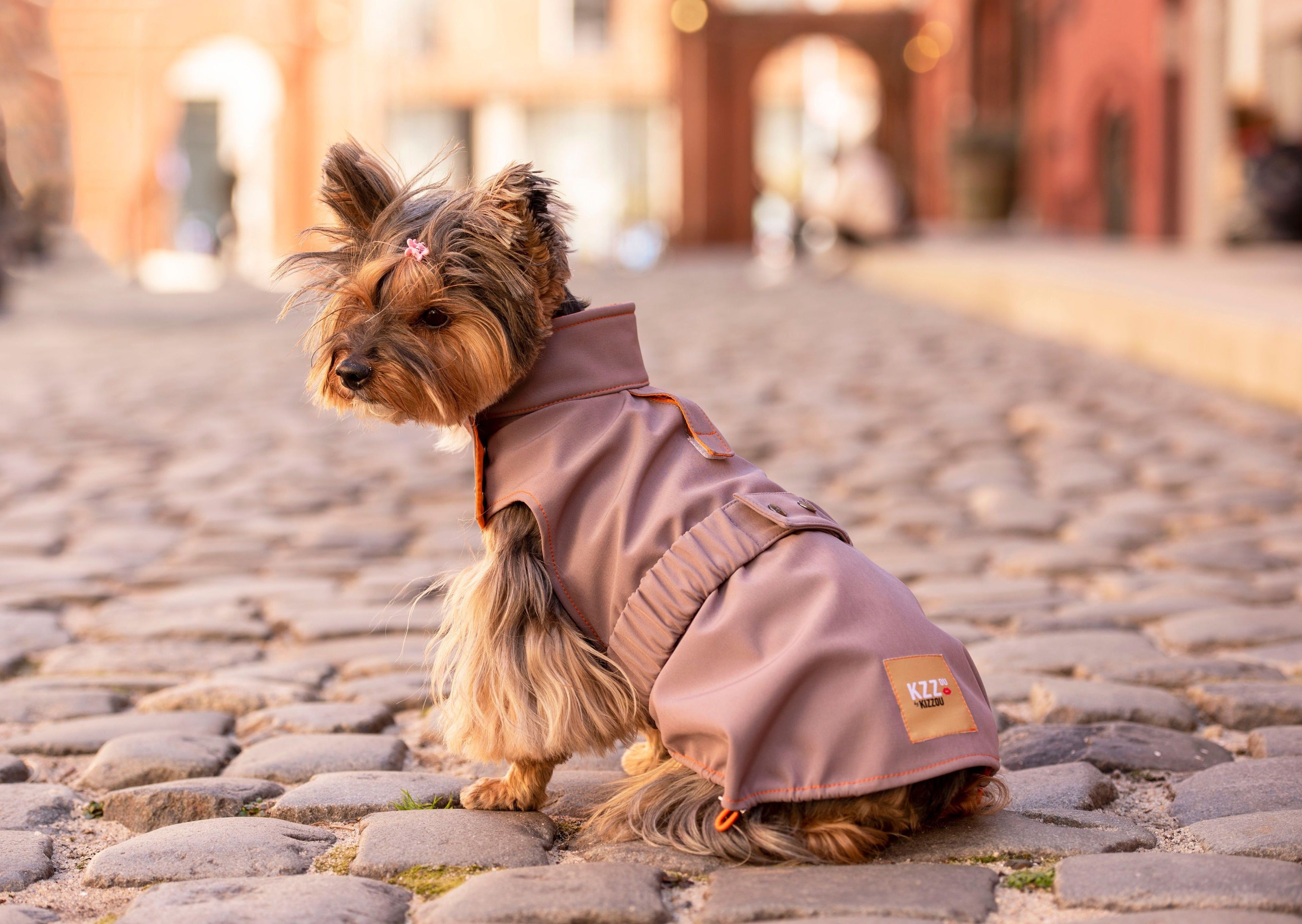 Small dog wearing a waterproof coat for dogs