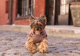 Small dog, yorkie wearing a jacket, dog wearing a jacket, pink jacket, waterproof jacket