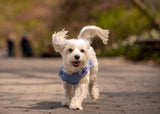 small dog wearing a denim vest, dog in denim, dog in vest, dog running in the park, dog in the city