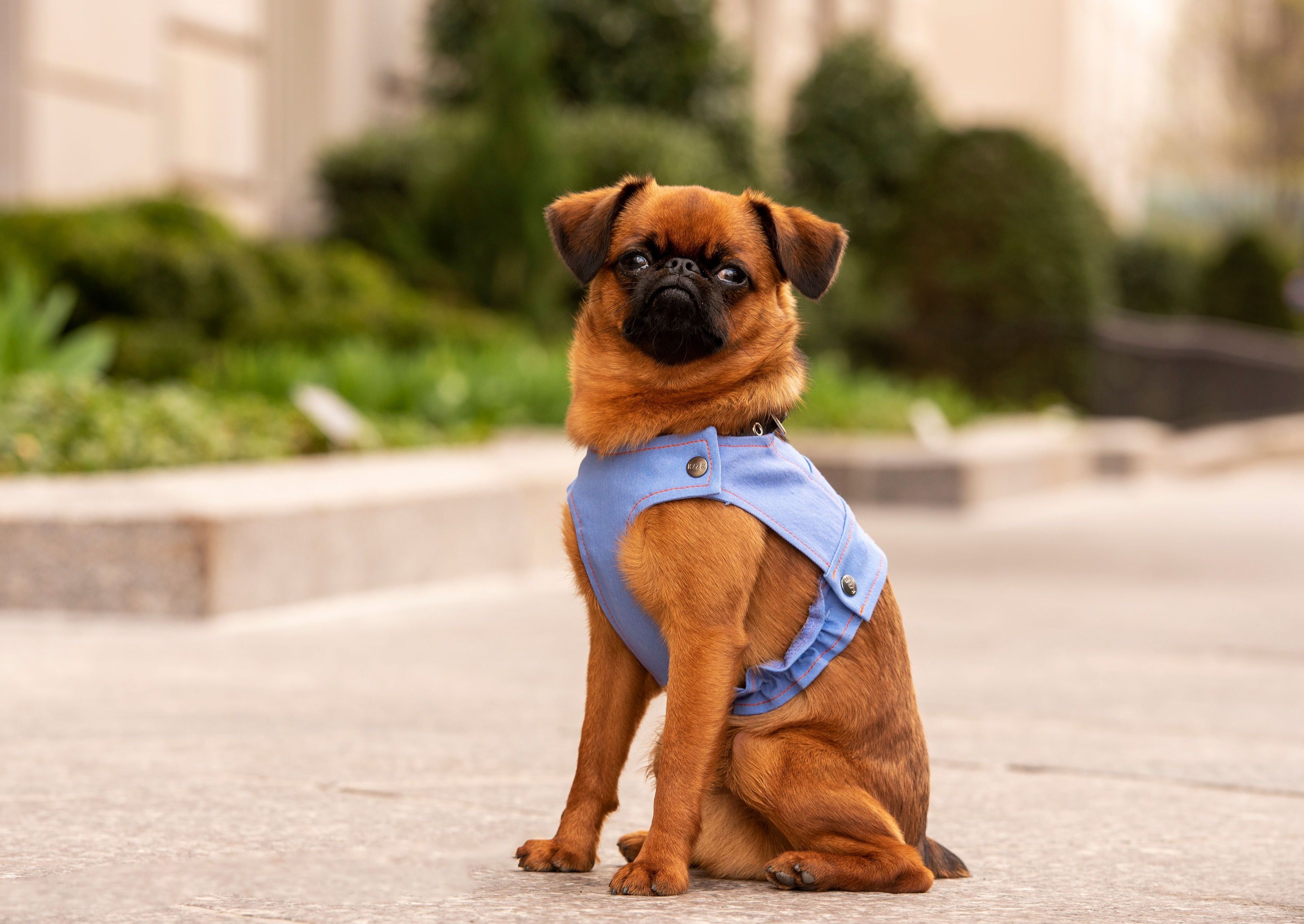 griffon dog wearing a denim vest, dog in denim, dog in vest, dog running in the park, dog in the city