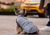Small dog, yorkie wearing a jacket, dog wearing a jacket, pink jacket, waterproof jacket