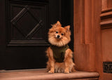 Pomeranian seating at the door step wearing a winter jacket, color olive, waterproof, dog clothes, dog rain jacket