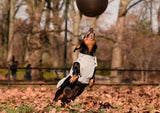 Dachshund wearing a dog winter coat, waterproof dog coat , dog jumping in the park, dog wearing a winter jacket, dog wearing a waterproof jacket