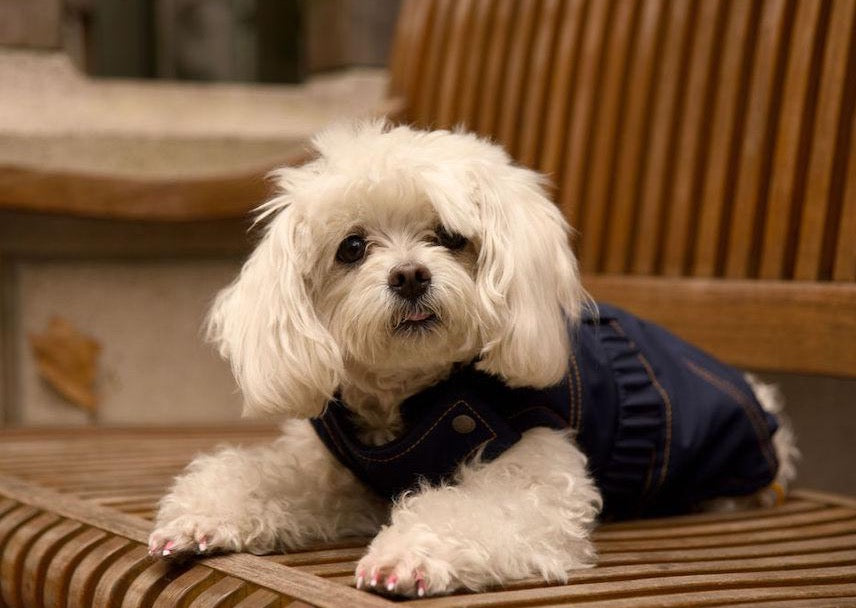 small dog seating in a bench wearing a Kizzou winter jacket, easy to put on, adjustable to fit different body shapes and made in the USA, dog clothes, dog rain coat, dog waterproof coat, dog jacket, dog waterproof jacket, dog winter wear 